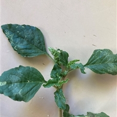 Amaranthus sp. at Canberra Airport, ACT - 8 Nov 2024