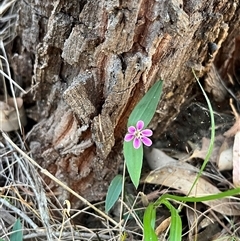 Schelhammera undulata (Lilac Lily) at Bermagui, NSW - 8 Nov 2024 by TheCrossingLand