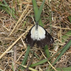 Belenois java at Yarralumla, ACT - 5 Nov 2024 01:43 PM