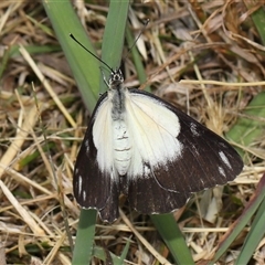 Belenois java at Yarralumla, ACT - 5 Nov 2024