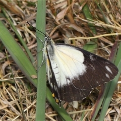 Belenois java at Yarralumla, ACT - 5 Nov 2024