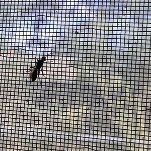 Pompilidae (family) at Lyons, ACT - 8 Nov 2024