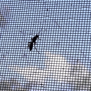 Pompilidae (family) at Lyons, ACT - 8 Nov 2024