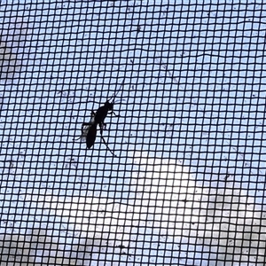 Pompilidae (family) at Lyons, ACT - 8 Nov 2024 02:47 PM