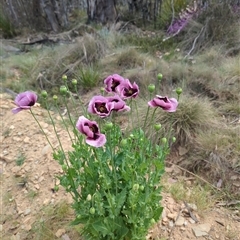 Papaver somniferum at Booth, ACT - 8 Nov 2024