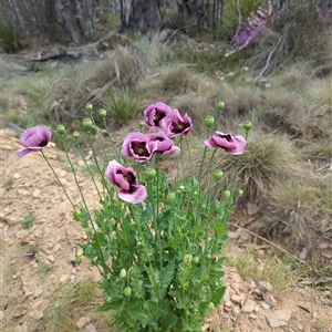 Papaver somniferum at Booth, ACT - 8 Nov 2024