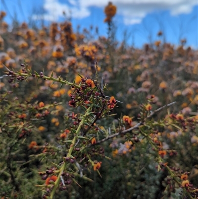 Daviesia ulicifolia subsp. ruscifolia (Broad-leaved Gorse Bitter Pea) at Booth, ACT - 8 Nov 2024 by Amahon