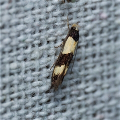 Macrobathra (genus) (A Cosmet moth (Cosmopteriginae) at Harrison, ACT - 5 Nov 2024 by DPRees125
