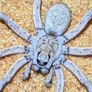 Lycosidae (family) at Francois Peron National Park, WA - 6 Nov 2024