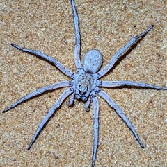 Lycosidae (family) at Francois Peron National Park, WA - 6 Nov 2024 11:30 PM