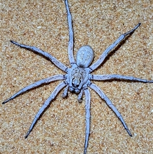 Lycosidae (family) at Francois Peron National Park, WA - 6 Nov 2024 11:30 PM