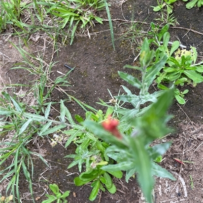 Unidentified Other Wildflower or Herb at Blaxlands Creek, NSW - 8 Nov 2024 by VickiC