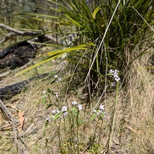 Euphrasia collina subsp. paludosa at Yaouk, NSW - 30 Oct 2024