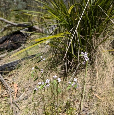 Unidentified Other Wildflower or Herb at Yaouk, NSW - 30 Oct 2024 by Amahon