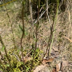 Euphrasia collina subsp. paludosa at Yaouk, NSW - 30 Oct 2024