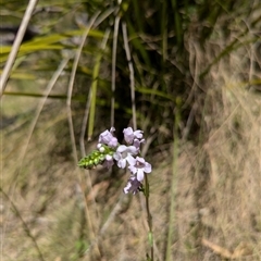 Euphrasia collina subsp. paludosa at Yaouk, NSW - 30 Oct 2024