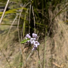 Euphrasia collina subsp. paludosa at Yaouk, NSW - 30 Oct 2024 01:21 PM