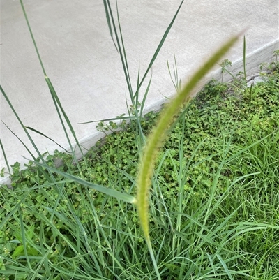 Unidentified Grass at Blaxlands Creek, NSW - 8 Nov 2024 by VickiC