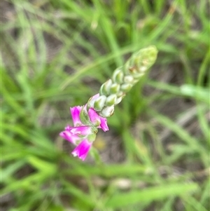 Spiranthes australis at Blaxlands Creek, NSW - suppressed