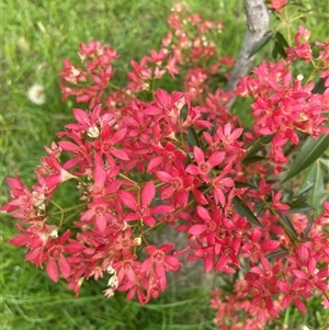 Ceratopetalum gummiferum at Blaxlands Creek, NSW - 8 Nov 2024 03:39 PM