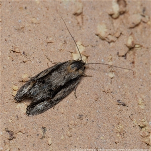 Agriophara leptosemela at Harrison, ACT - suppressed