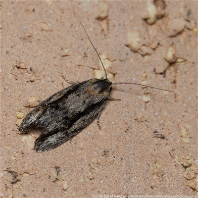 Agriophara leptosemela (A Gelechioid moth) at Harrison, ACT - 5 Nov 2024 by DPRees125