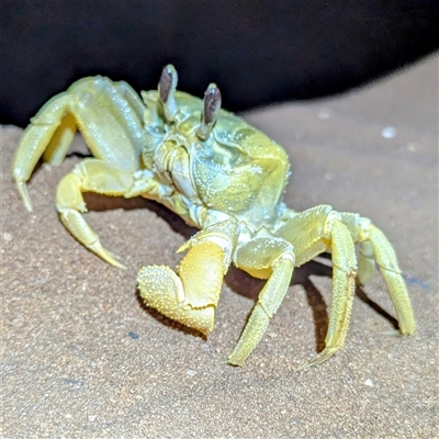 Ocypodidae (family) at Francois Peron National Park, WA - 6 Nov 2024 by HelenCross