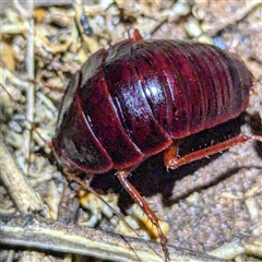 Unidentified Cockroach (Blattodea, several families) at Francois Peron National Park, WA - 5 Nov 2024 by HelenCross