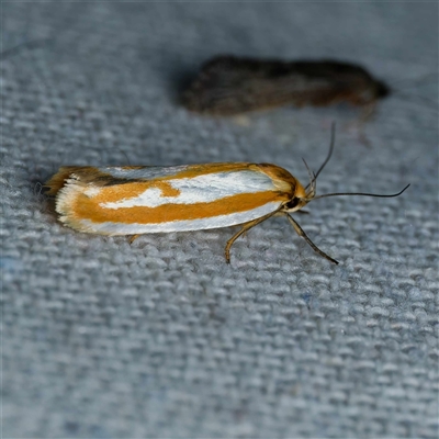 Phytotrypa propriella (A concealer moth) at Harrison, ACT - 5 Nov 2024 by DPRees125