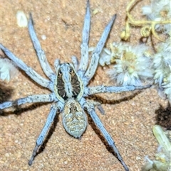 Lycosidae (family) (Unidentified wolf spider) at Francois Peron National Park, WA - 5 Nov 2024 by HelenCross