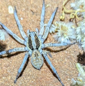 Lycosidae (family) (Unidentified wolf spider) at Francois Peron National Park, WA by HelenCross