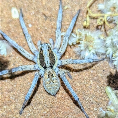 Lycosidae (family) (Unidentified wolf spider) at Francois Peron National Park, WA - 5 Nov 2024 by HelenCross