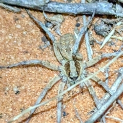 Lycosidae (family) at Francois Peron National Park, WA - 6 Nov 2024