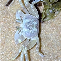 Ocypodidae (family) at Francois Peron National Park, WA - 6 Nov 2024 by HelenCross