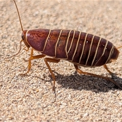 Unverified Cockroach (Blattodea, several families) at Carrarang, WA - 5 Nov 2024 by HelenCross