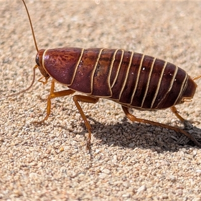 Unidentified Cockroach (Blattodea, several families) at Carrarang, WA - 5 Nov 2024 by HelenCross