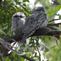 Podargus strigoides (Tawny Frogmouth) at Chapman, ACT - 8 Nov 2024 by LineMarie