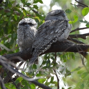 Podargus strigoides at Chapman, ACT - 8 Nov 2024