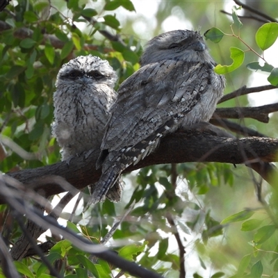 Podargus strigoides (Tawny Frogmouth) at Chapman, ACT - 8 Nov 2024 by LineMarie