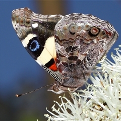 Vanessa itea (Yellow Admiral) at Acton, ACT - 3 Nov 2024 by TimL