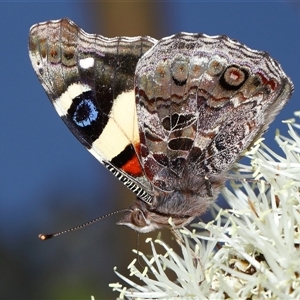 Vanessa itea at Acton, ACT - 3 Nov 2024 11:33 AM