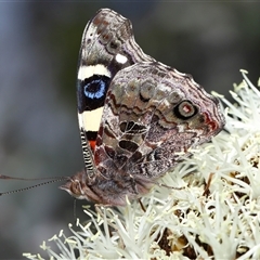 Vanessa itea at Acton, ACT - 3 Nov 2024 11:33 AM