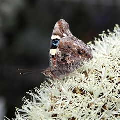 Vanessa itea at Acton, ACT - 3 Nov 2024 11:33 AM