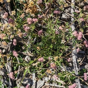 Unidentified Other Wildflower or Herb at Kalbarri National Park, WA by Paul4K