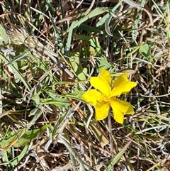 Goodenia pinnatifida (Scrambled Eggs) at Isaacs, ACT - 8 Nov 2024 by Mike