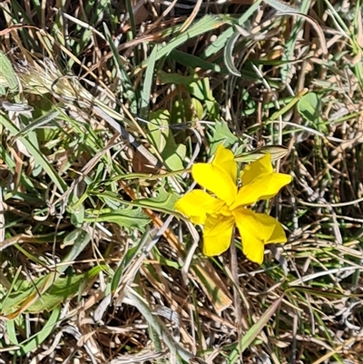 Goodenia pinnatifida (Scrambled Eggs) at Isaacs, ACT - 8 Nov 2024 by Mike