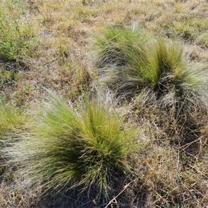 Nassella trichotoma at Isaacs, ACT - 8 Nov 2024