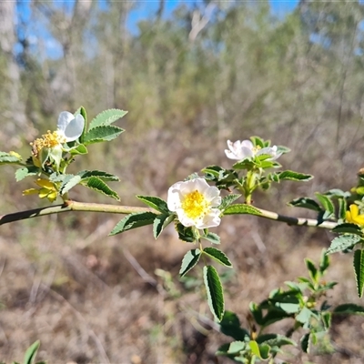 Rosa canina (Dog Rose) at Isaacs, ACT - 8 Nov 2024 by Mike