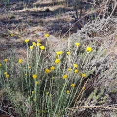 Chrysocephalum semipapposum (Clustered Everlasting) at Isaacs, ACT - 8 Nov 2024 by Mike