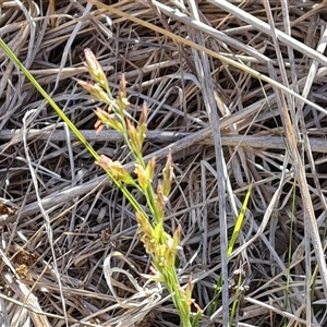 Lolium arundinaceum at Isaacs, ACT - 8 Nov 2024 04:05 PM